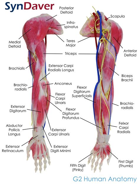 Upper Arm Gross Anatomy