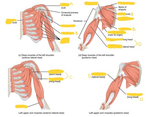 Upper Arm Quiz