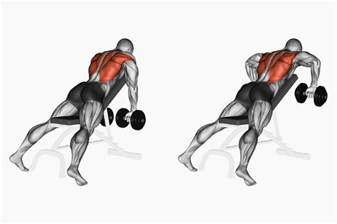upper back exercises with dumbbells and bench