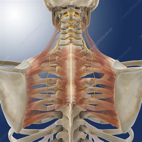 Upper Back Joints Anatomy