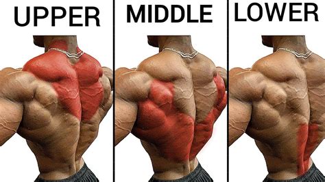 upper back lower back exercises