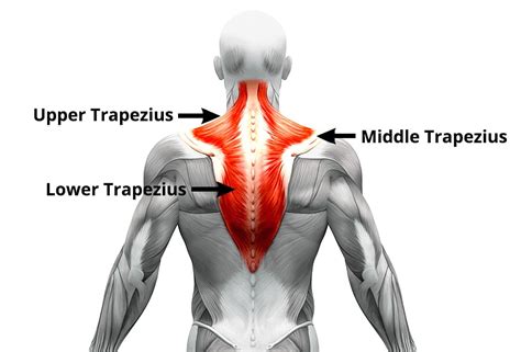 upper middle and lower trap exercises