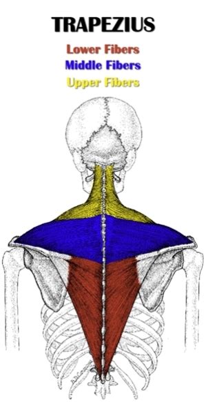 upper middle lower trapezius exercises