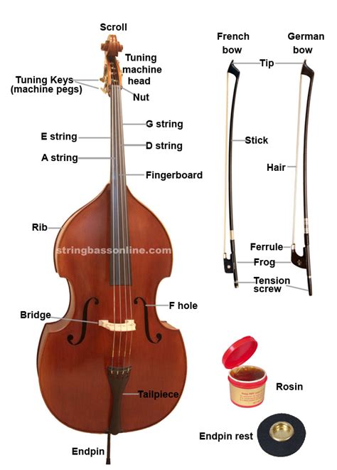 Upright Bass Different Types