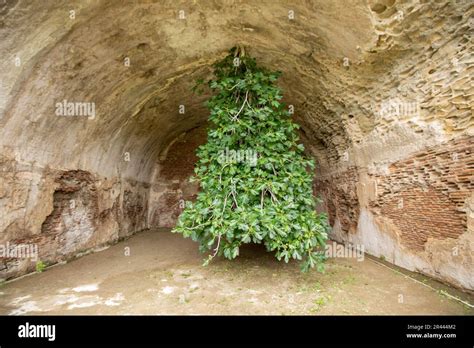 upside-down fig tree in bacoli italy