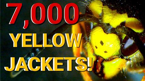 Urban Dictionary Yellow Jacket