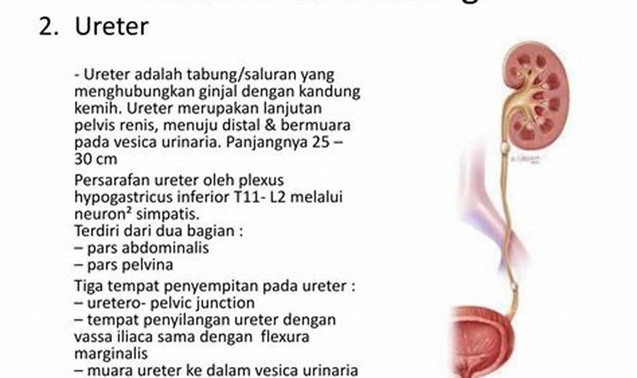 Ureter Adalah Bagian Yang Ditunjuk Oleh Huruf