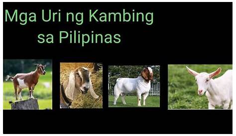 mga uri ng kambing - YouTube
