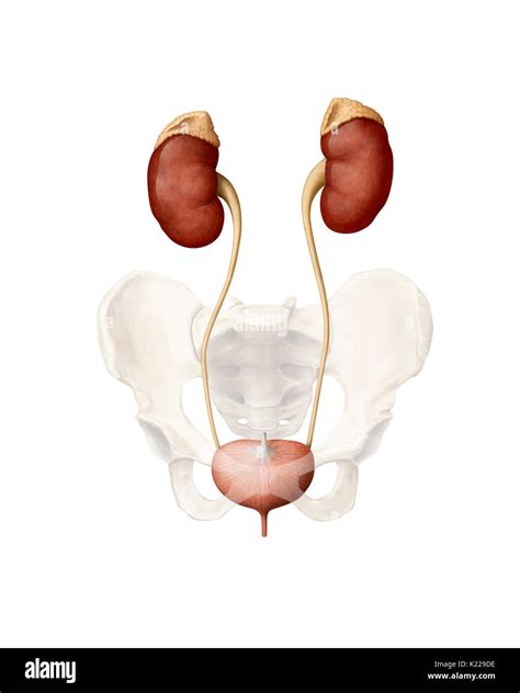 Las vías urinarias y cómo funcionan NIDDK