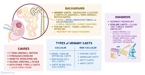 Unlock the Mystery Behind Urinary Hyaline Casts: What Do They Really Indicate?
