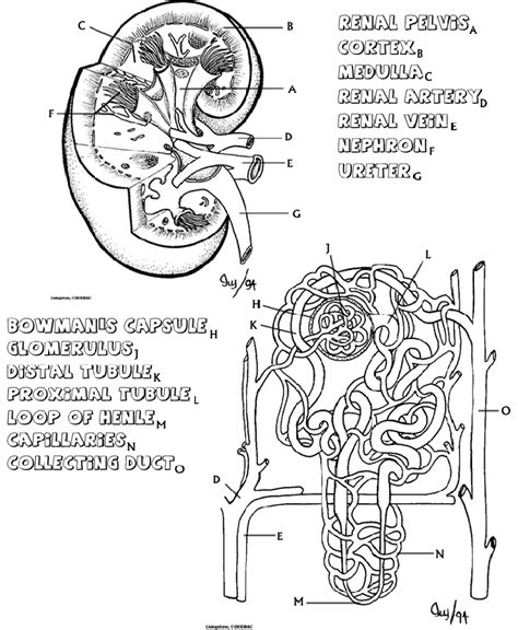 Urinary System Kidney Coloring Page