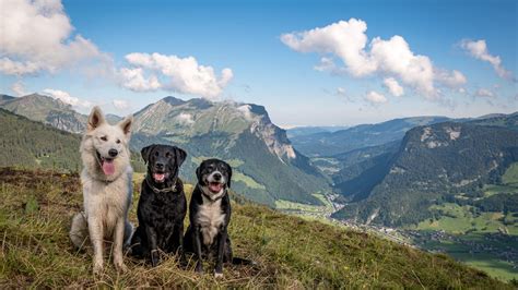urlaub bregenzerwald mit hund