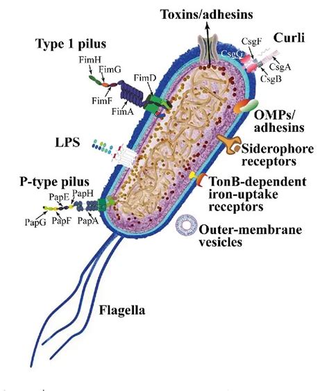 uropathogenic e. coli upec
