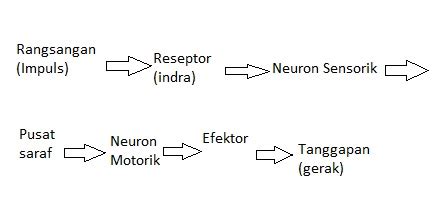Urutan Jalannya Rangsang pada Neuron: Proses Penting dalam Sistem Saraf