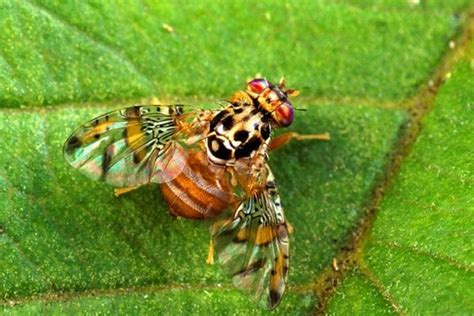 usda fruit fly program