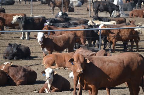 usda livestock auction market reports