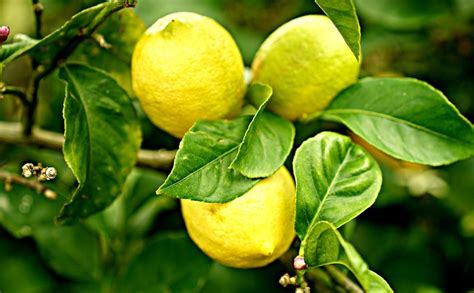 How Much Epsom Salt for a Dwarf Lemon Tree? Lemon tree, Cinder block