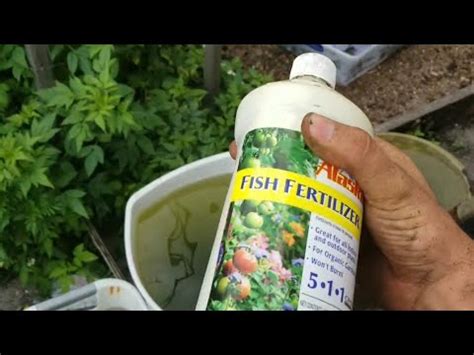 Use Fish As Fertilizer