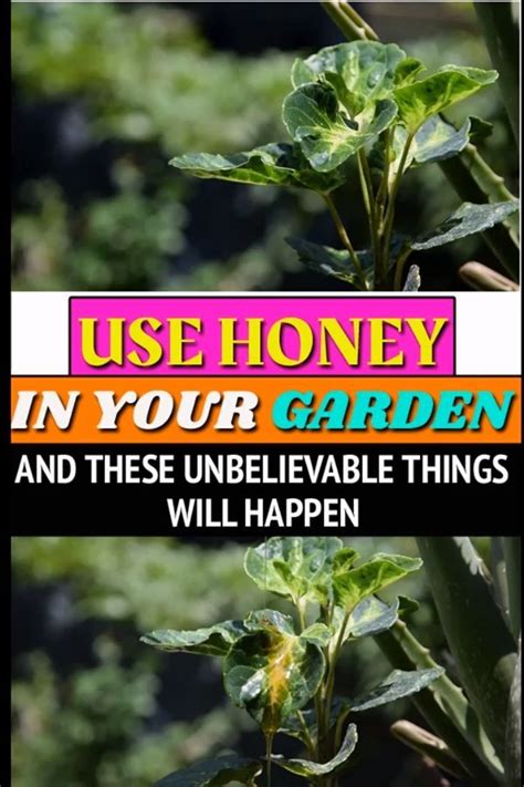 Set up a beehive in your garden to produce honey!