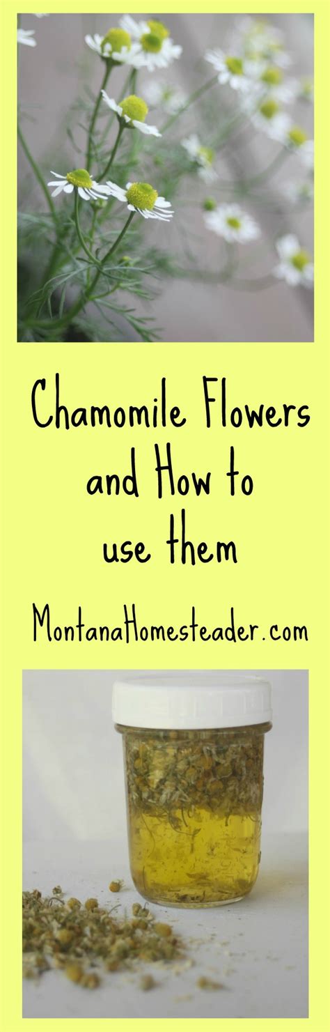 Use Of Chamomile Flowers