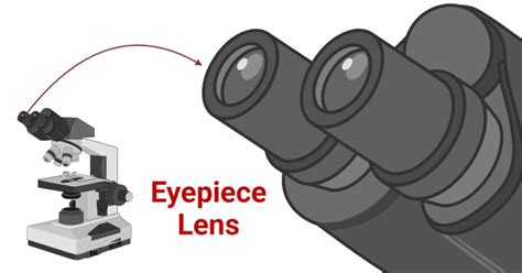 Use Of Eyepiece In Microscope