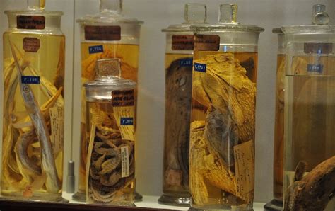 Use Of Museum Specimens