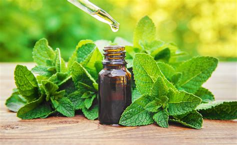 use peppermint essential oil