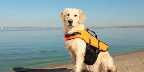 Used Dog Life Jacket