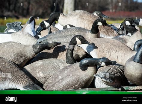 used goose hunting decoys