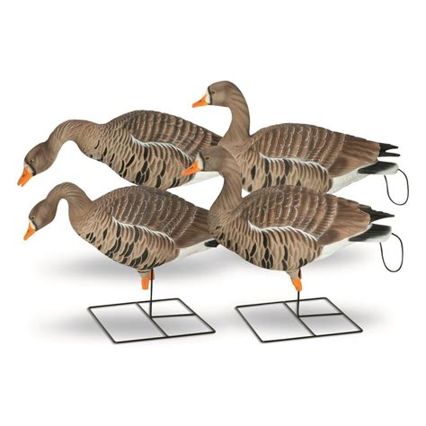 used specklebelly goose decoys
