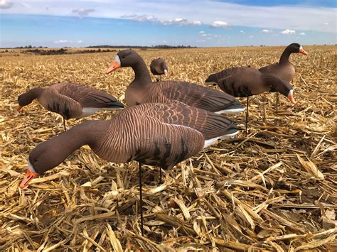 used specklebelly goose decoys for sale