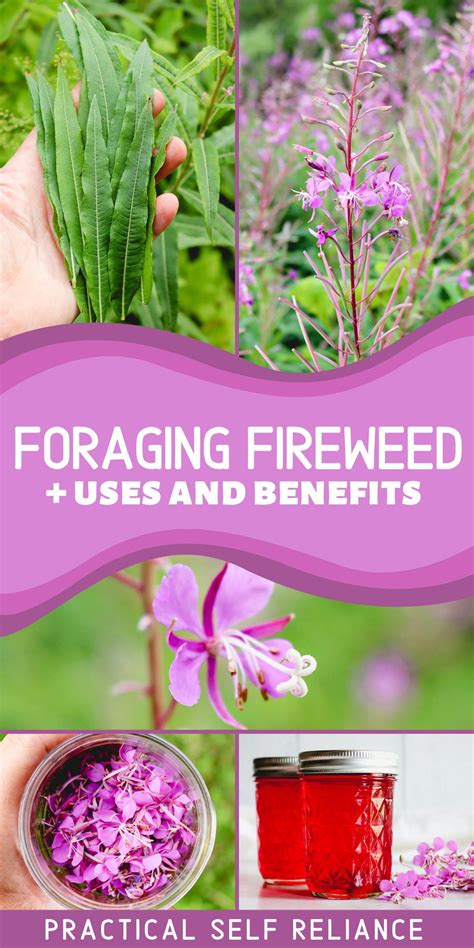 Uses For Fireweed Flowers