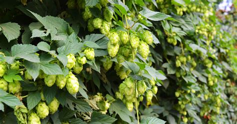 Uses For Hops Flowers
