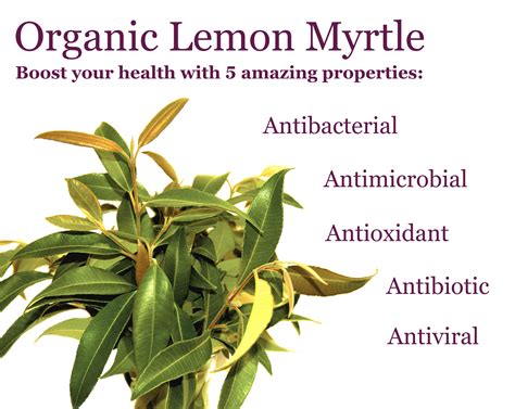 Uses For Lemon Myrtle