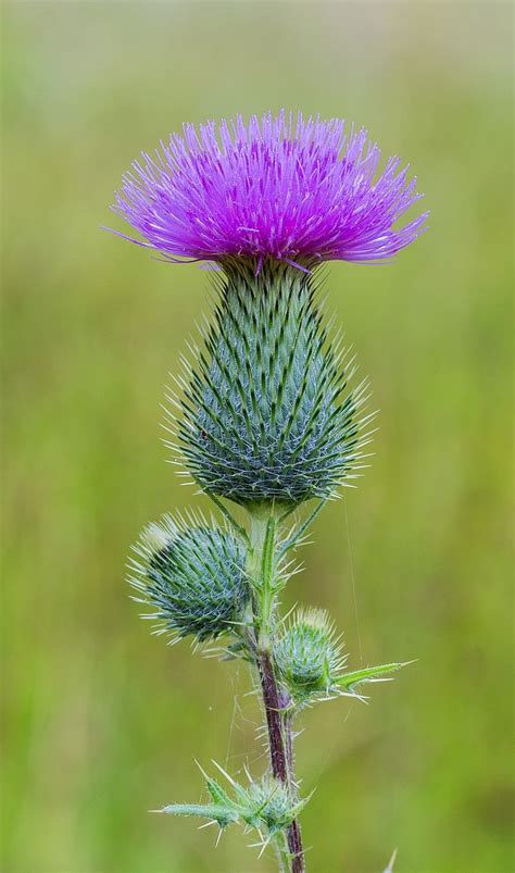 uses for thistle plants