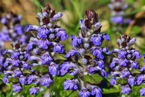 Uses Of Carpet Bugleweed