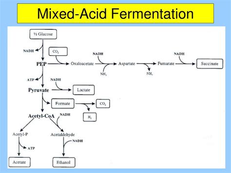 Uses Of Mixed Acid Fermentation