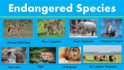 usfws endangered species list