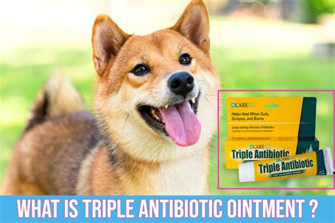 Using Antibiotic Ointment On Dogs