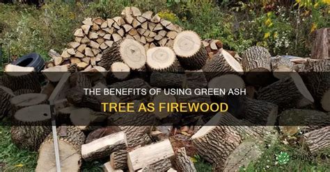 Using Ash For Firewood