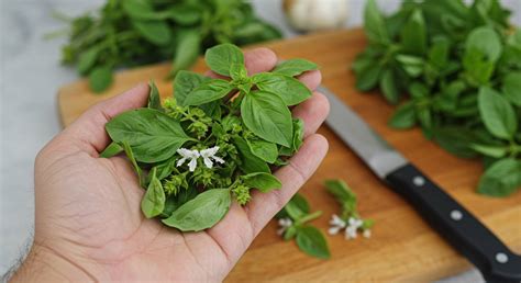 Using Basil After It Flowers