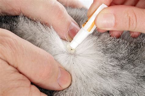Using Cat Flea Drops On Dogs
