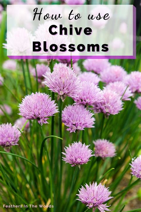 Using Chive Blossoms