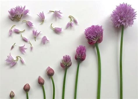 Using Chive Flowers