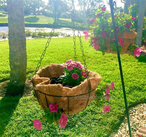 Using Coconut Liners Hanging Baskets