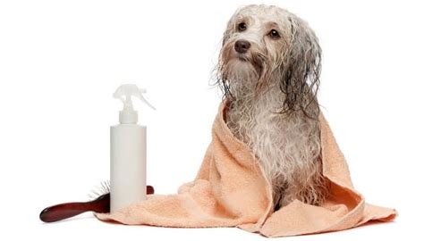 Using Conditioner On Dogs