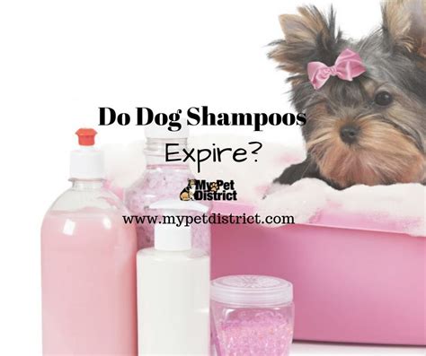 Using Expired Dog Shampoo