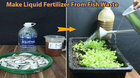Using Fish Waste As Fertilizer