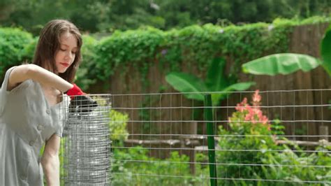 Using Hardware Cloth In Garden