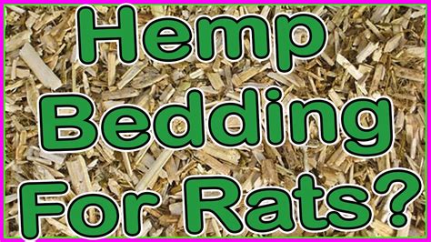 Using Hemp Bedding For Rats
